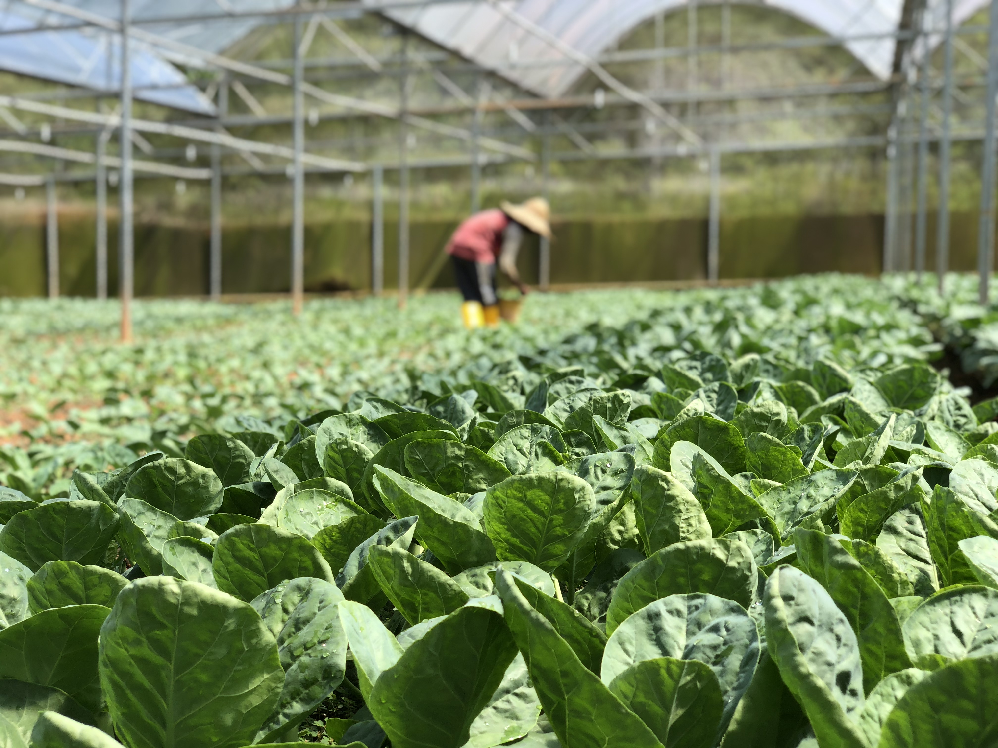 Vegetables growing in a greenhouse