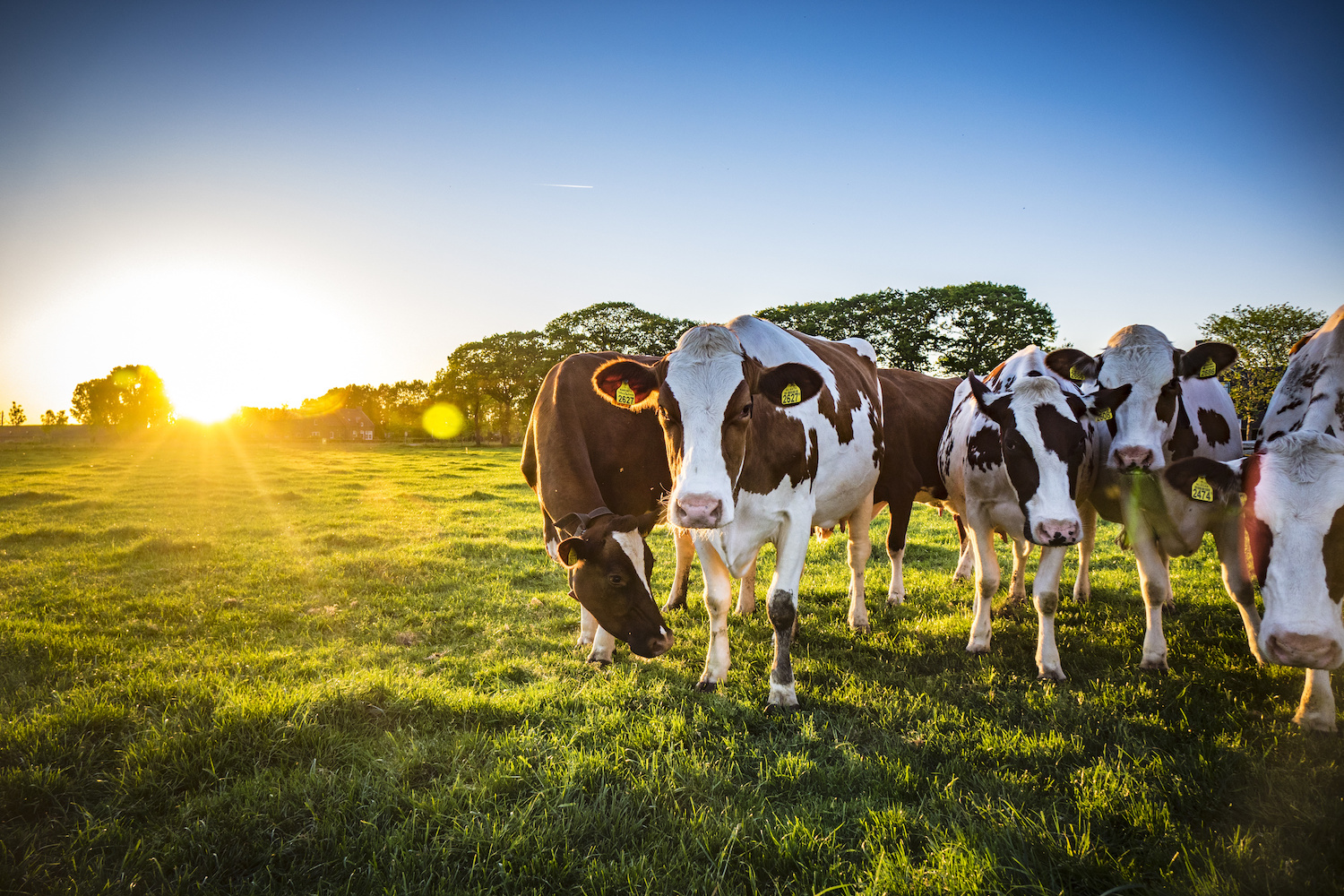 dairy cows in field