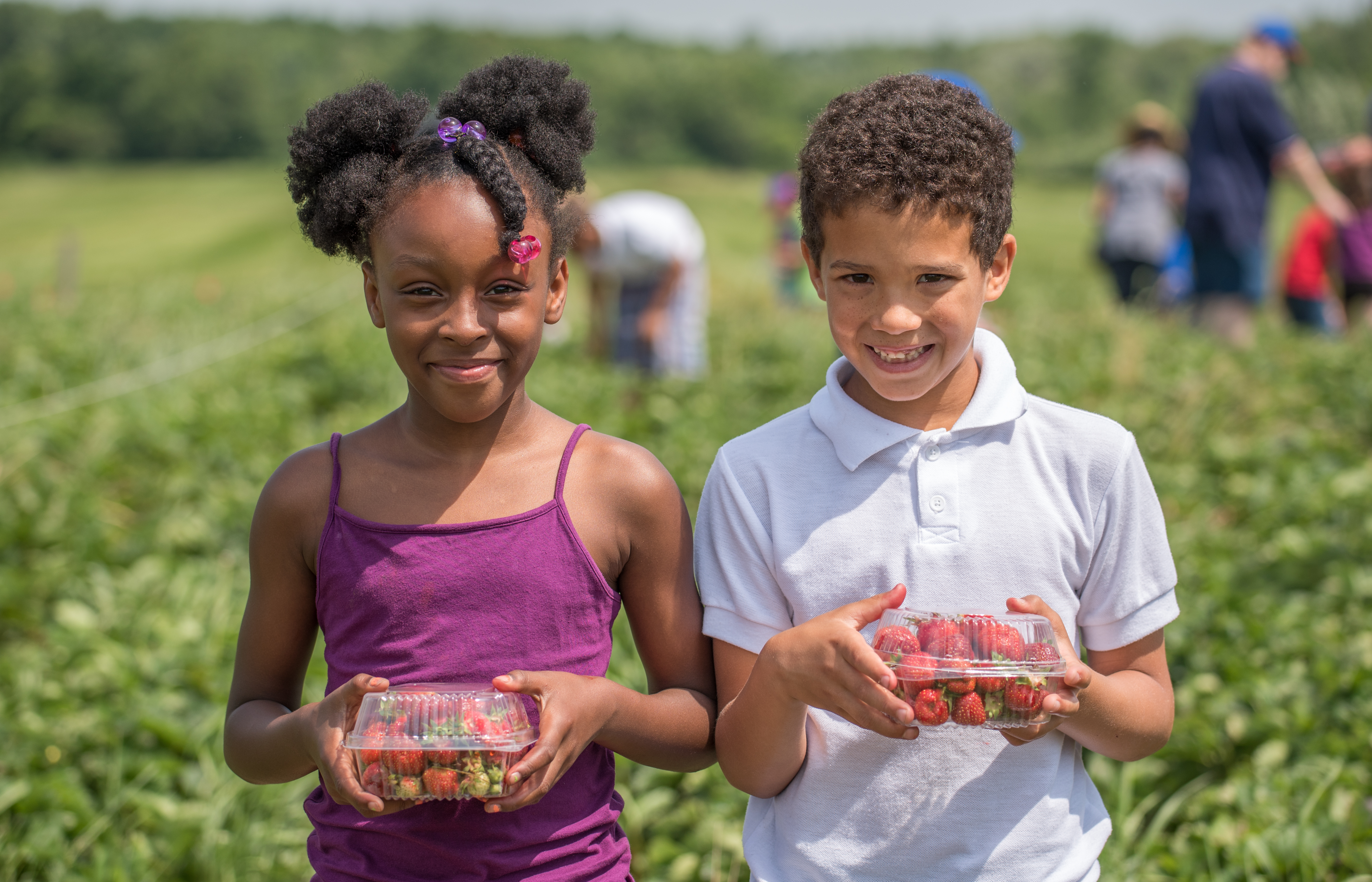 Two children standing in a strawberry field with freshly picked berries
