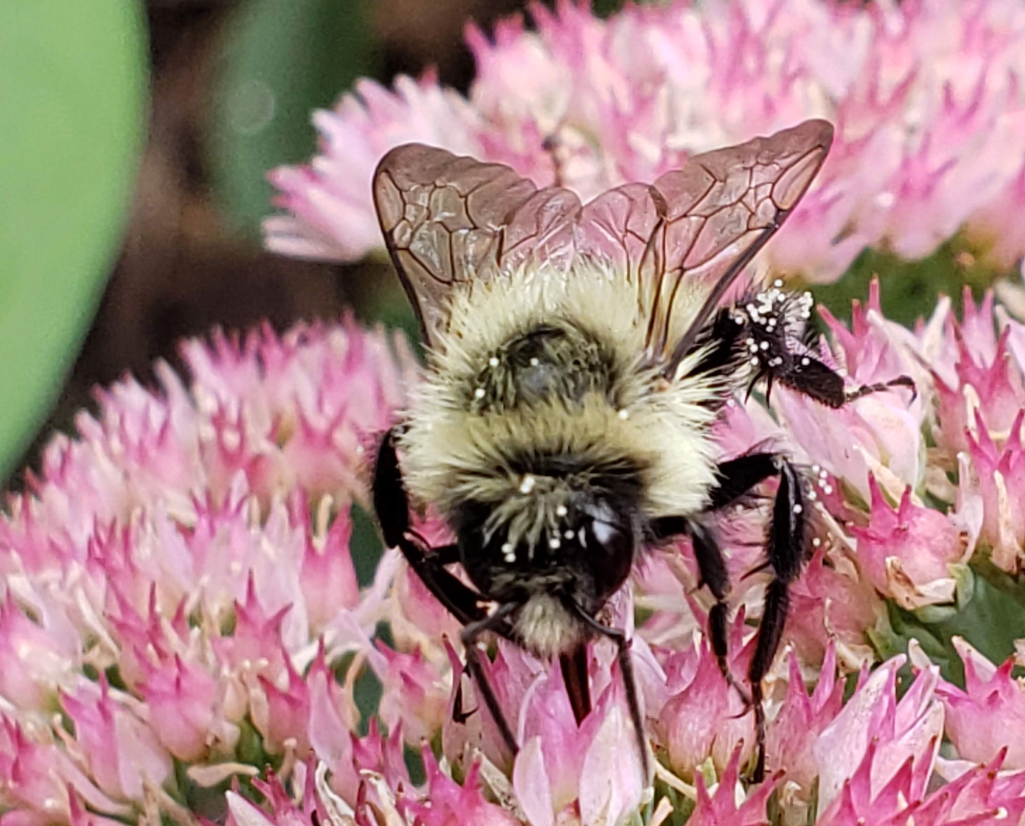 Bumble bee on a flower
