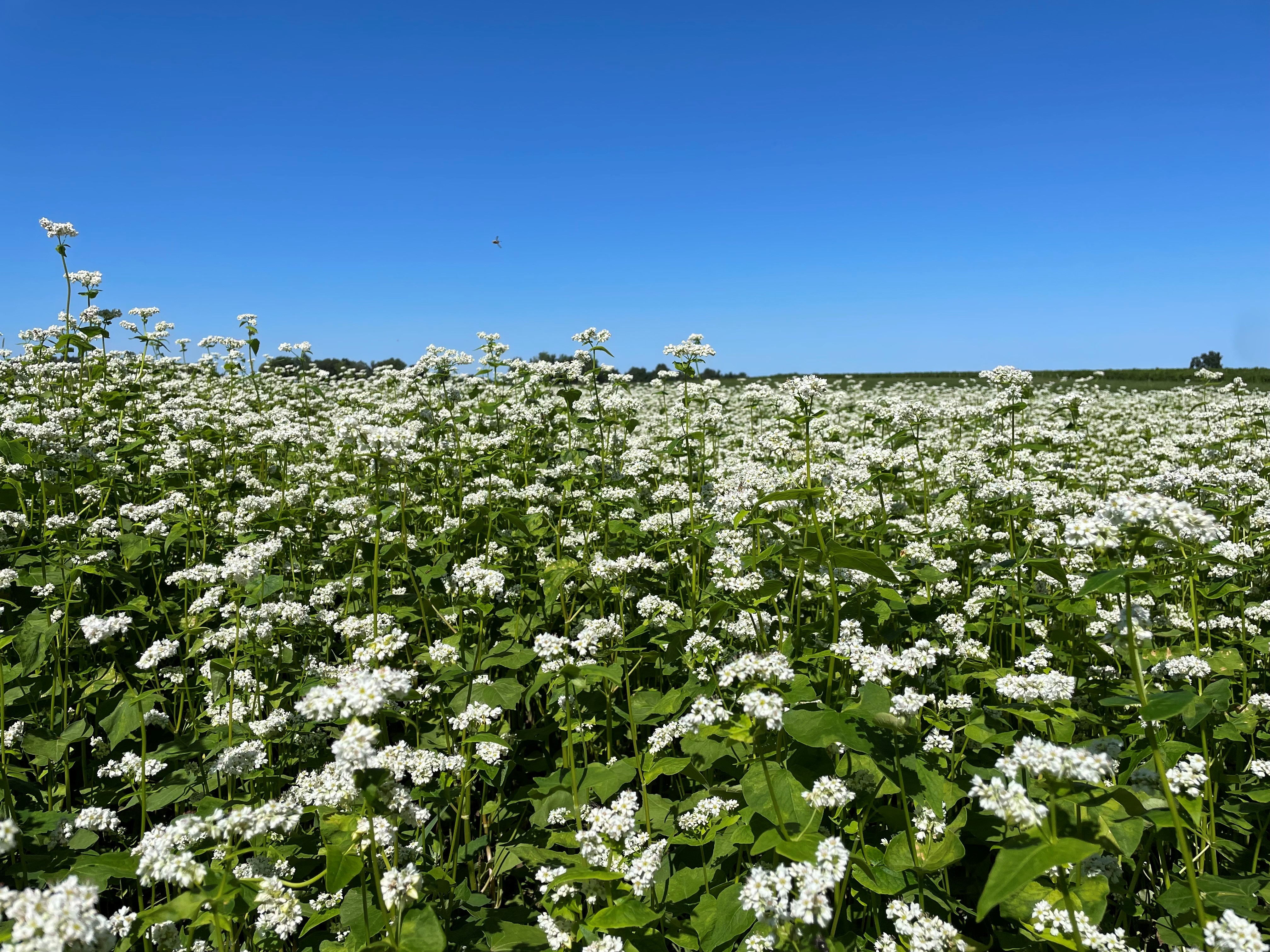 Buckwheat Field
