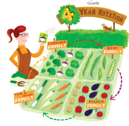 Illustration of a four year vegetable crop rotation plan. 