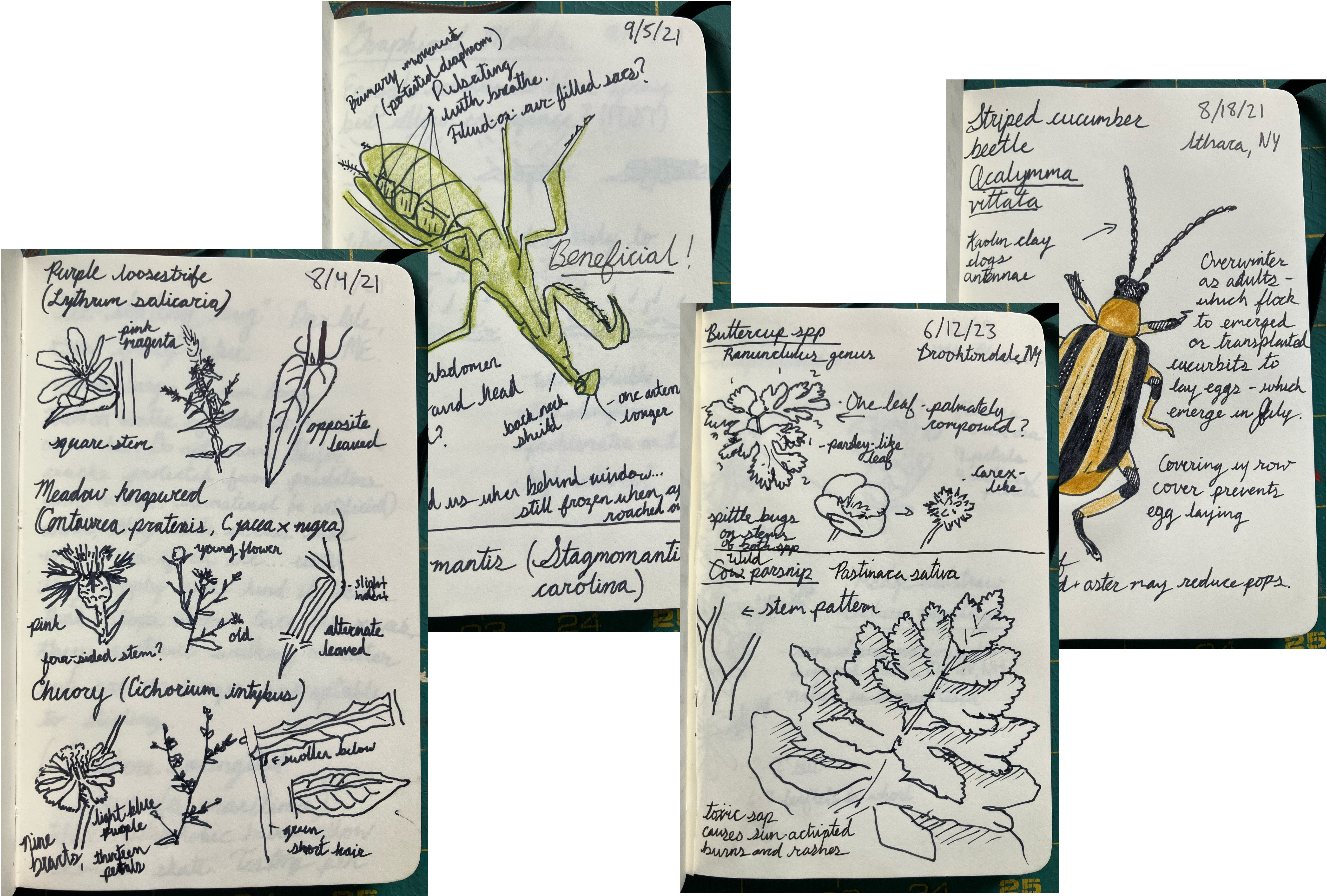Four notebook pages, staggered in an up-and-down pattern, containing pen and ink sketches of insects and garden plants native to New York State and their names and descriptions in cursive script.