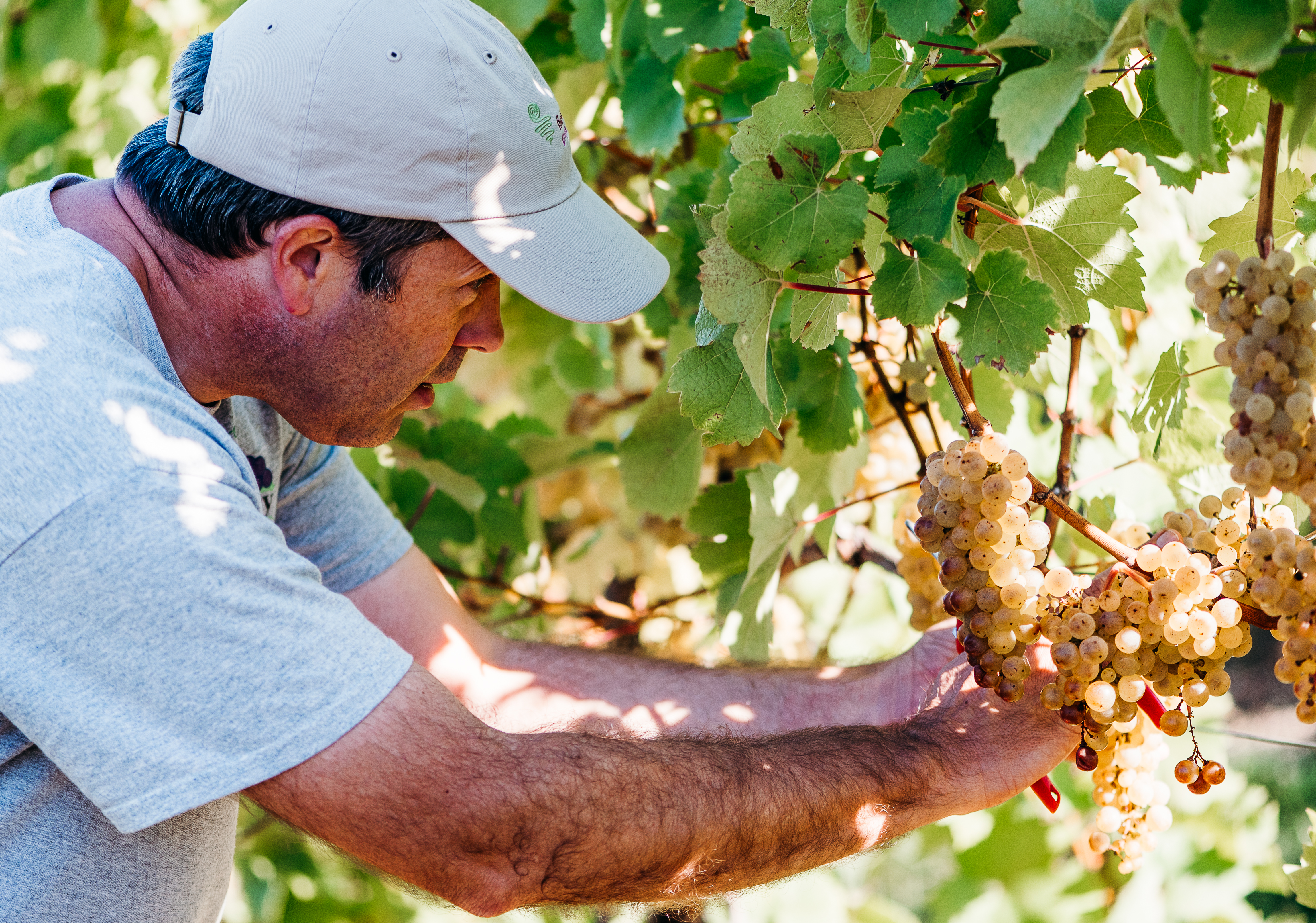 Hans Walters-Peterson examining a cluster of grapes