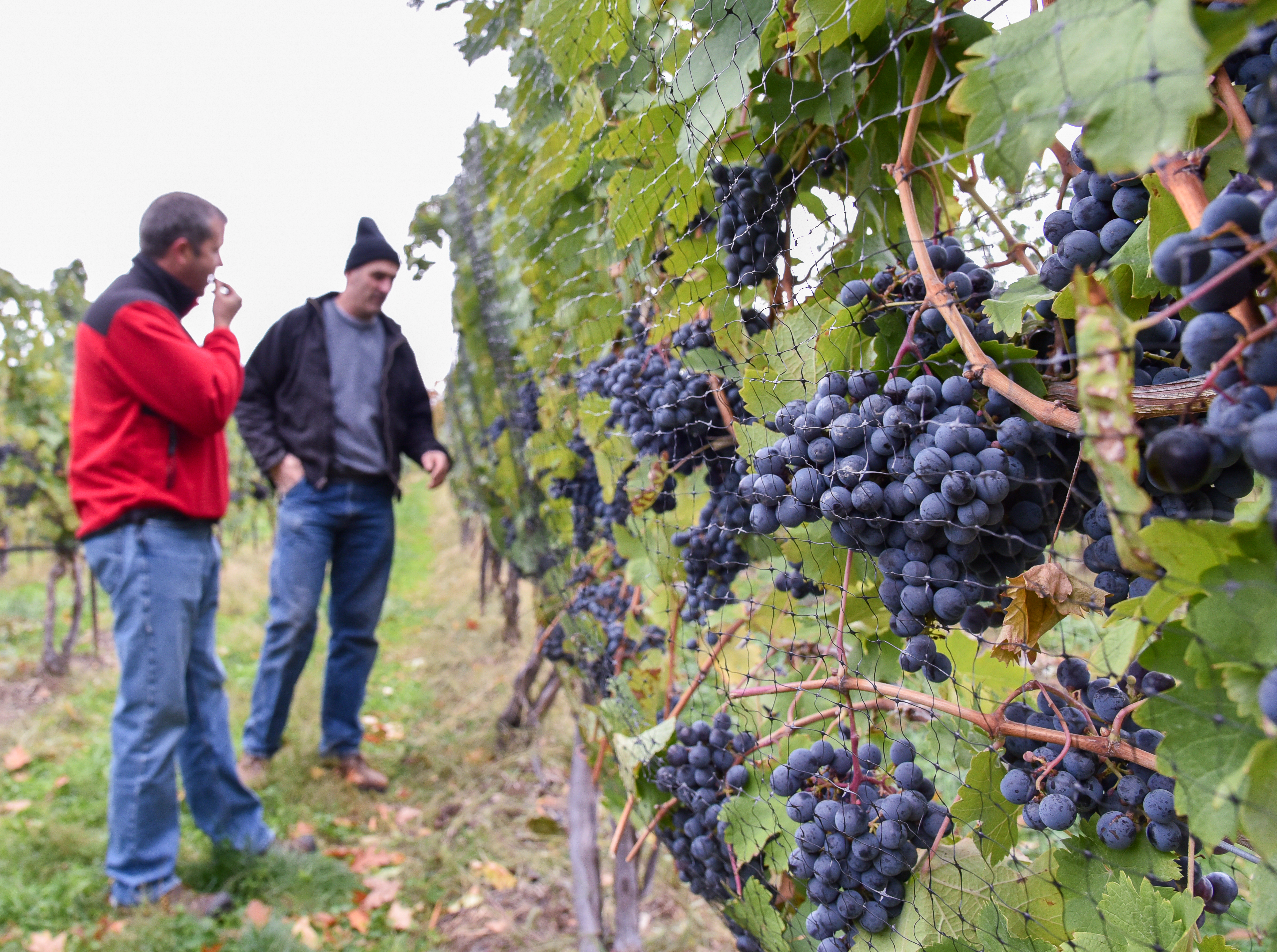 Hans Walter-Peterson discussing grapes with a grower