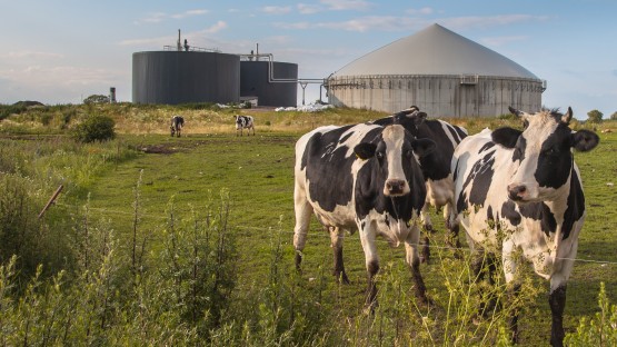Cows in a field 