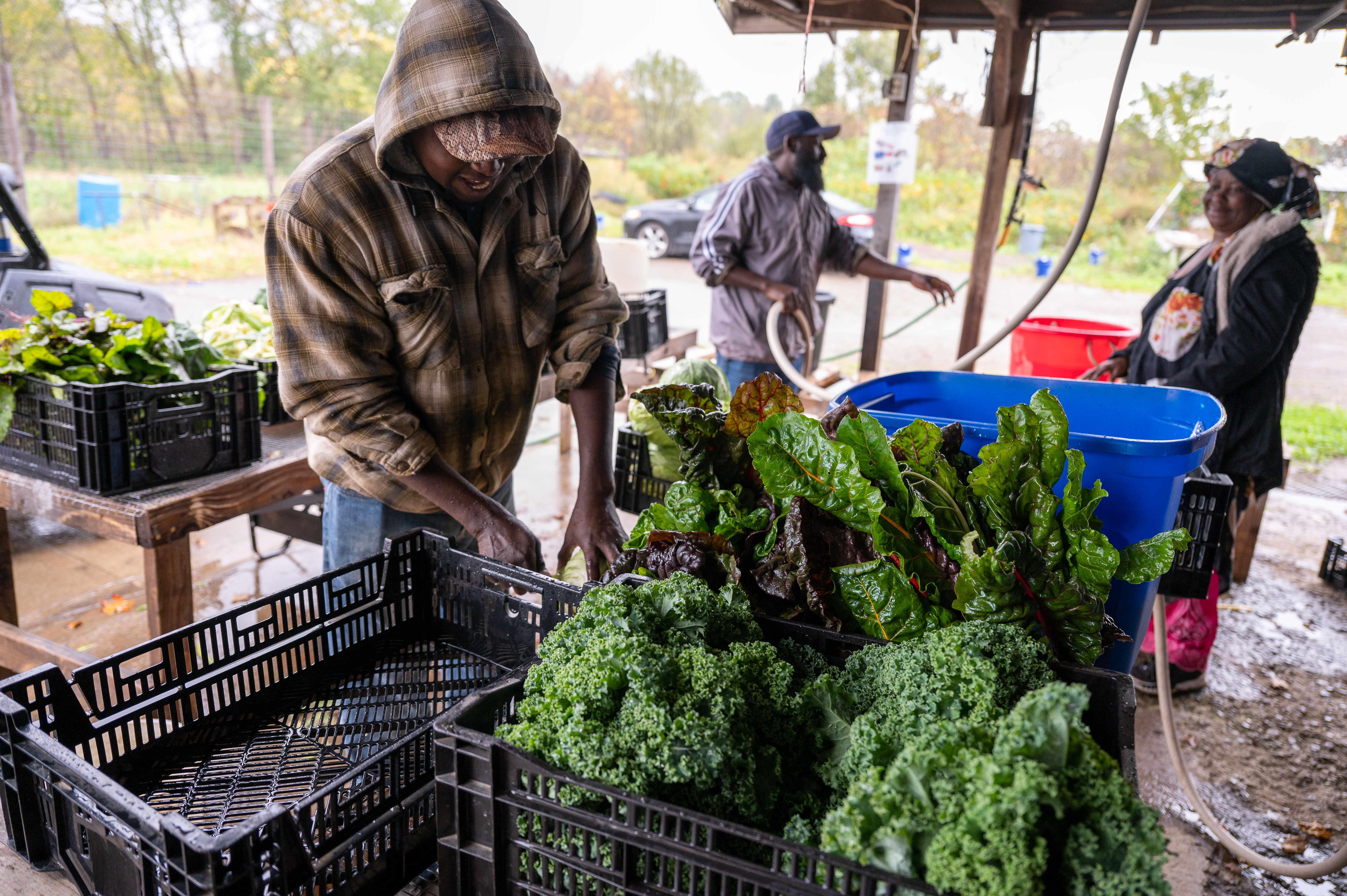 farmers pack vegetables