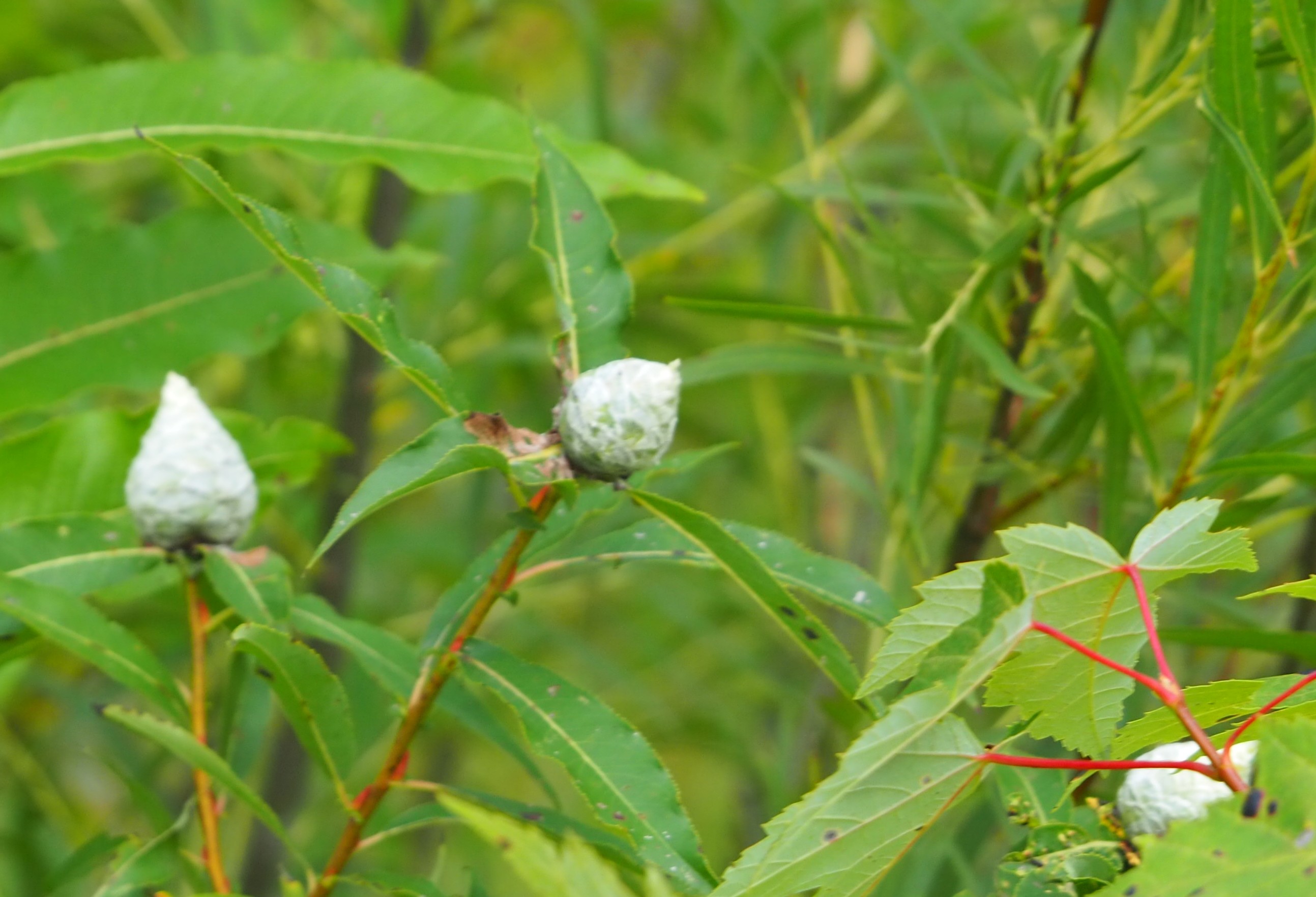 Willow Pinecone Gall