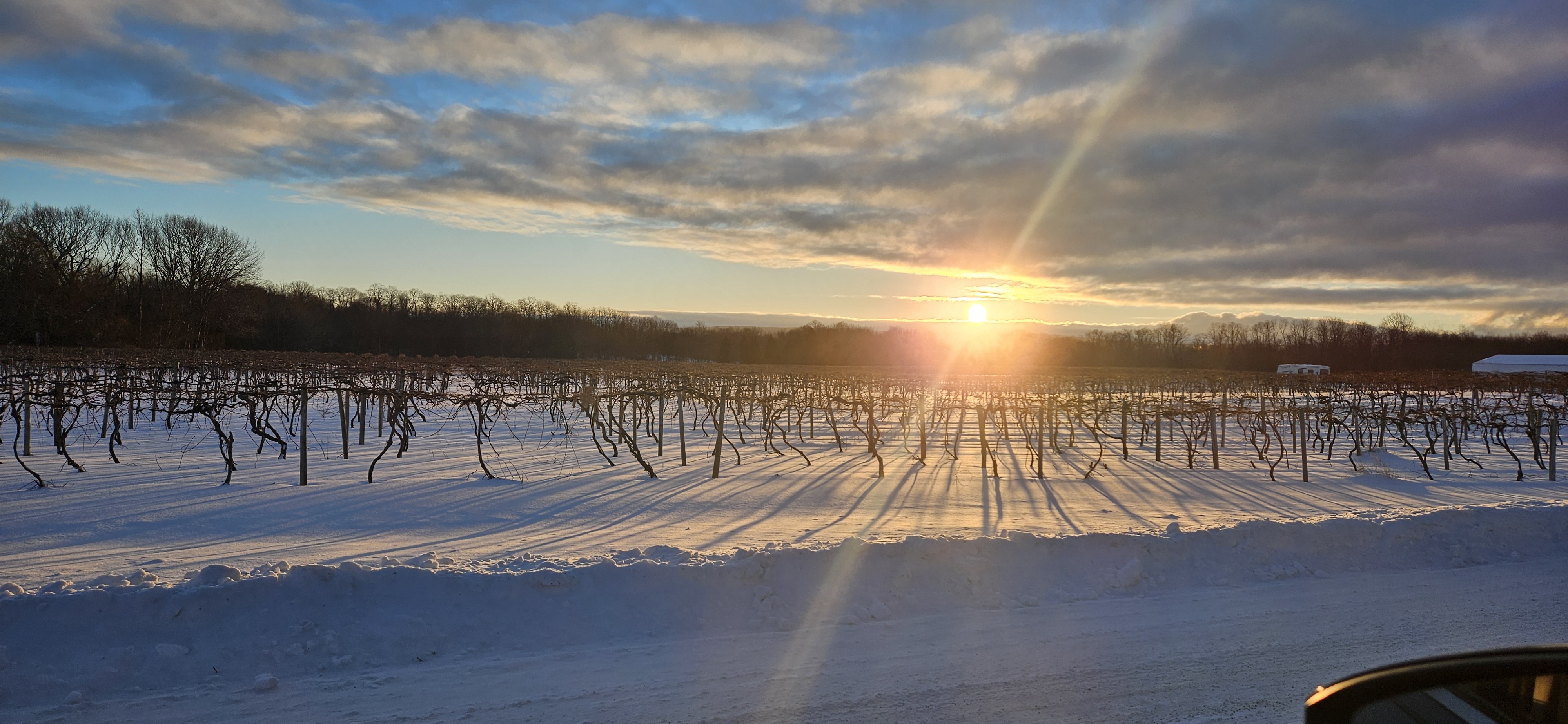 Sun coming up over a Pecor St. vineyard