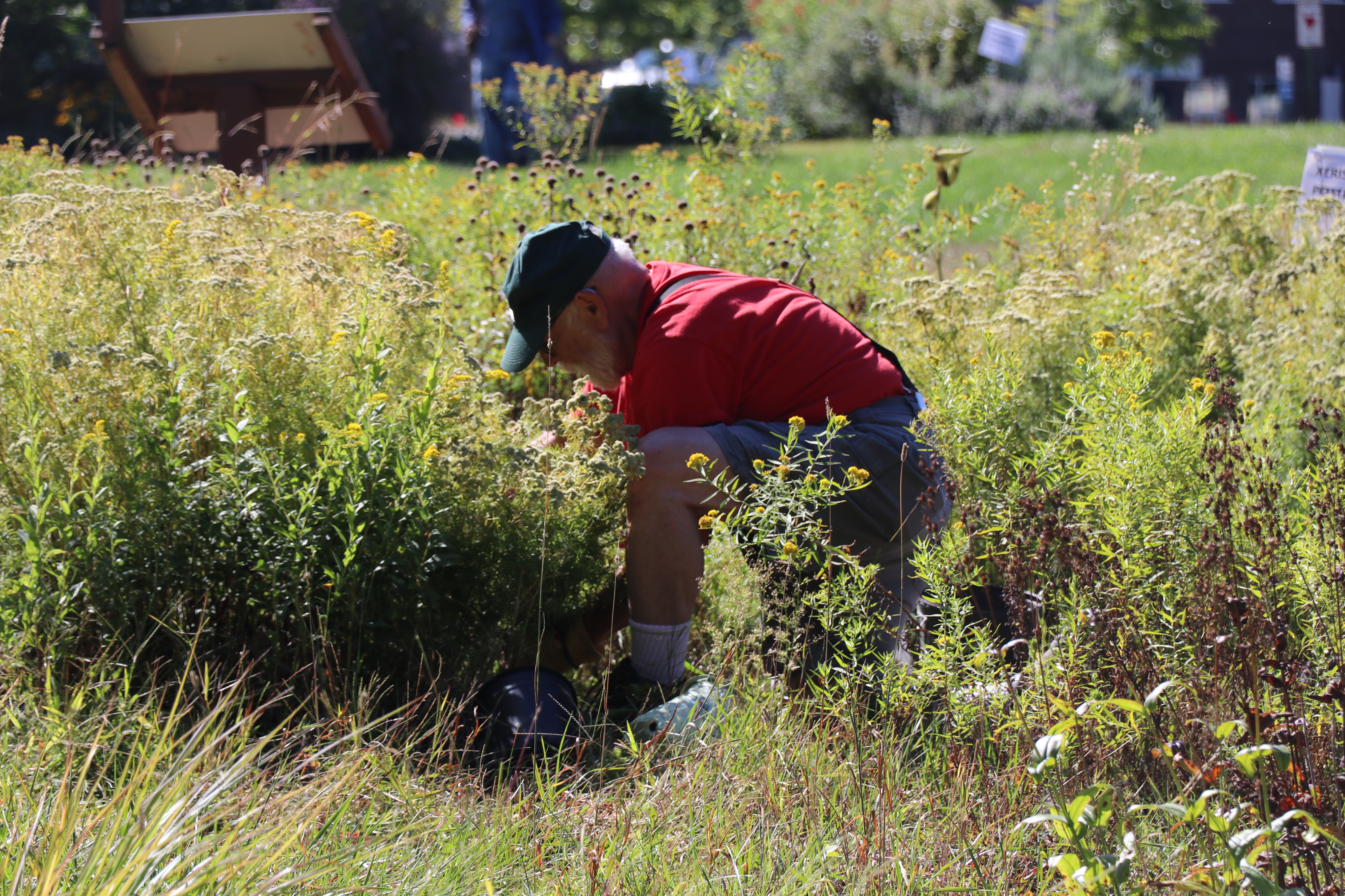 A Master Gardener Volunteer in a demonstration garden.