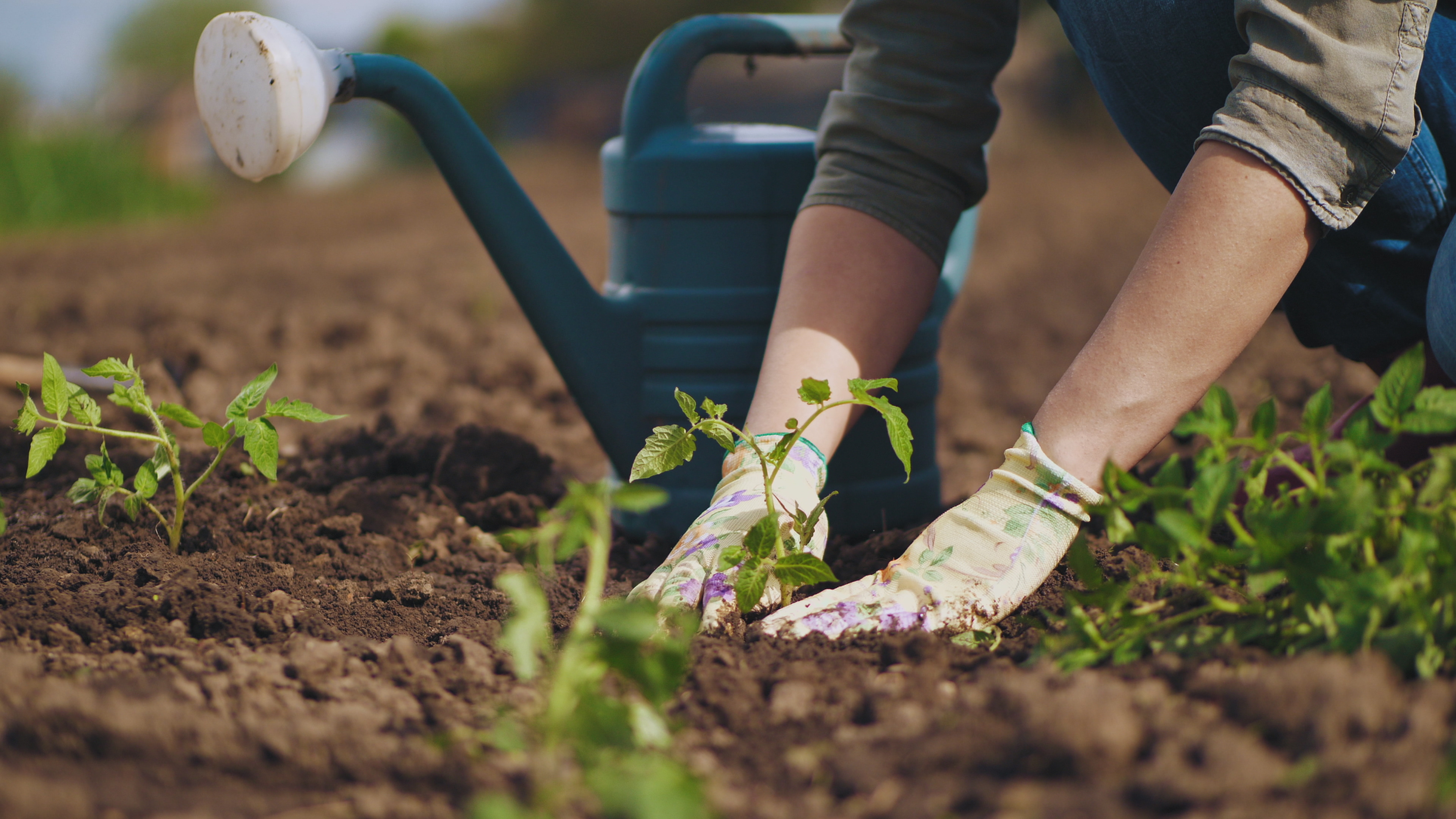 Hands dig in a garden