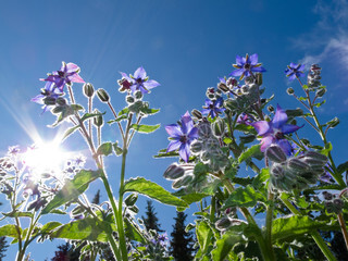 An image of a borage plant.