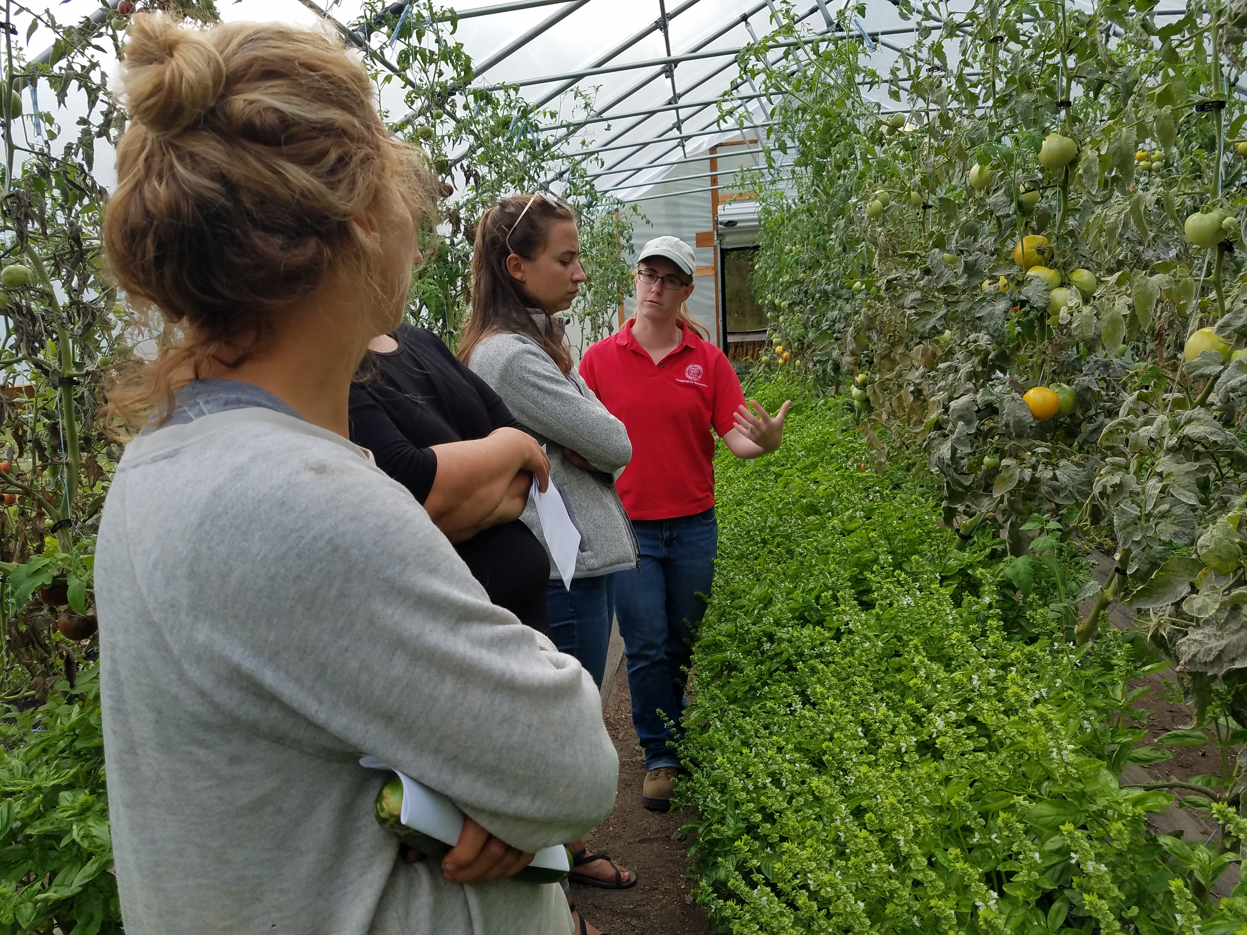 A woman in a red Cornell Cooperative Extension polo shirt talks with three women about tomatoes growing in a high tunnel.
