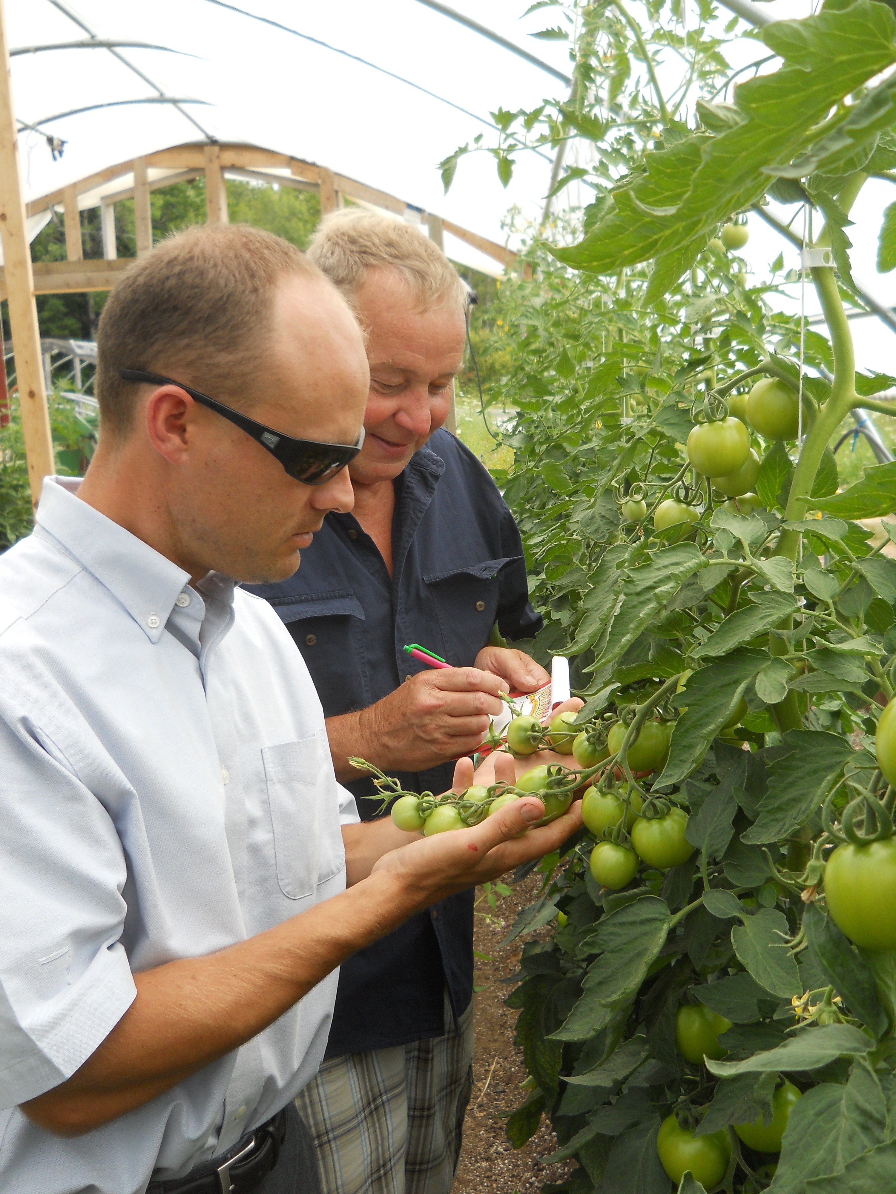 Two men inside a greenhouse looking at cherry tomatoes. One is jotting down notes on a small notepad.