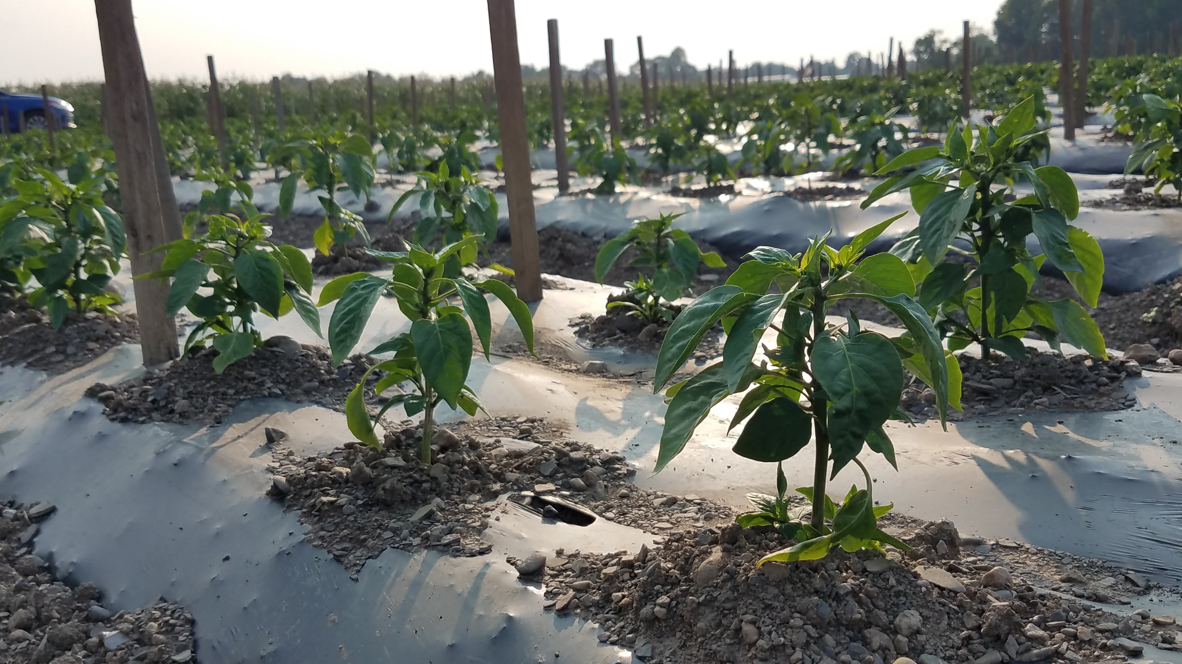 A field of bell pepper plants planted on plastic mulch beds. Wooden stakes are pounded into the beds too.