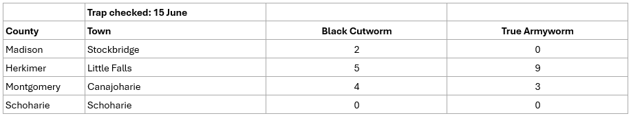 Table of pest monitoring for Black Cutworm and True Armyworm.