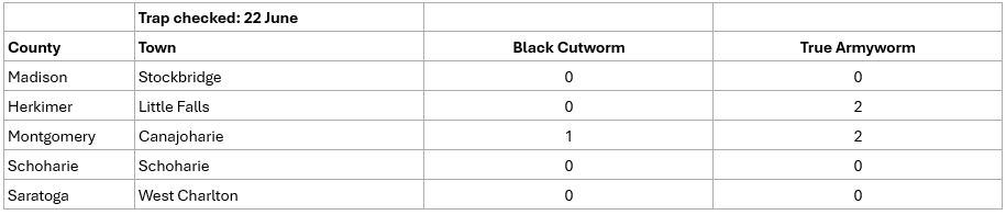 Table of pest monitoring for Black Cutworm and True Armyworm.