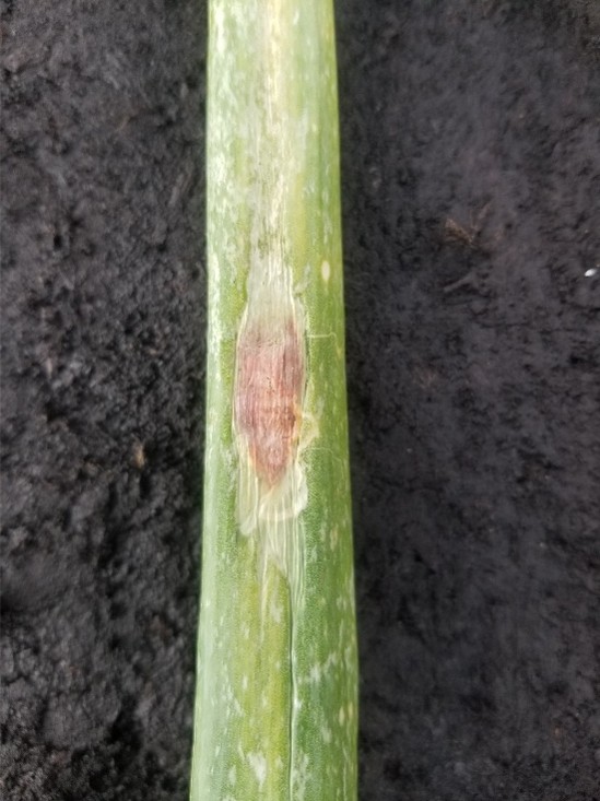 close-up of 3-inch section of green onion leaf with a 1.5 cm in size light purple spot in the middle of the leaf.
