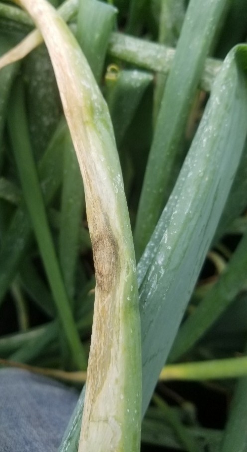 A close-up of a 4-inch section of onion leaf where three-quarters is necrotic along the length and the remainder is green. In the middle of the leaf on the necrotic side is 1-cm in size tan spot. 