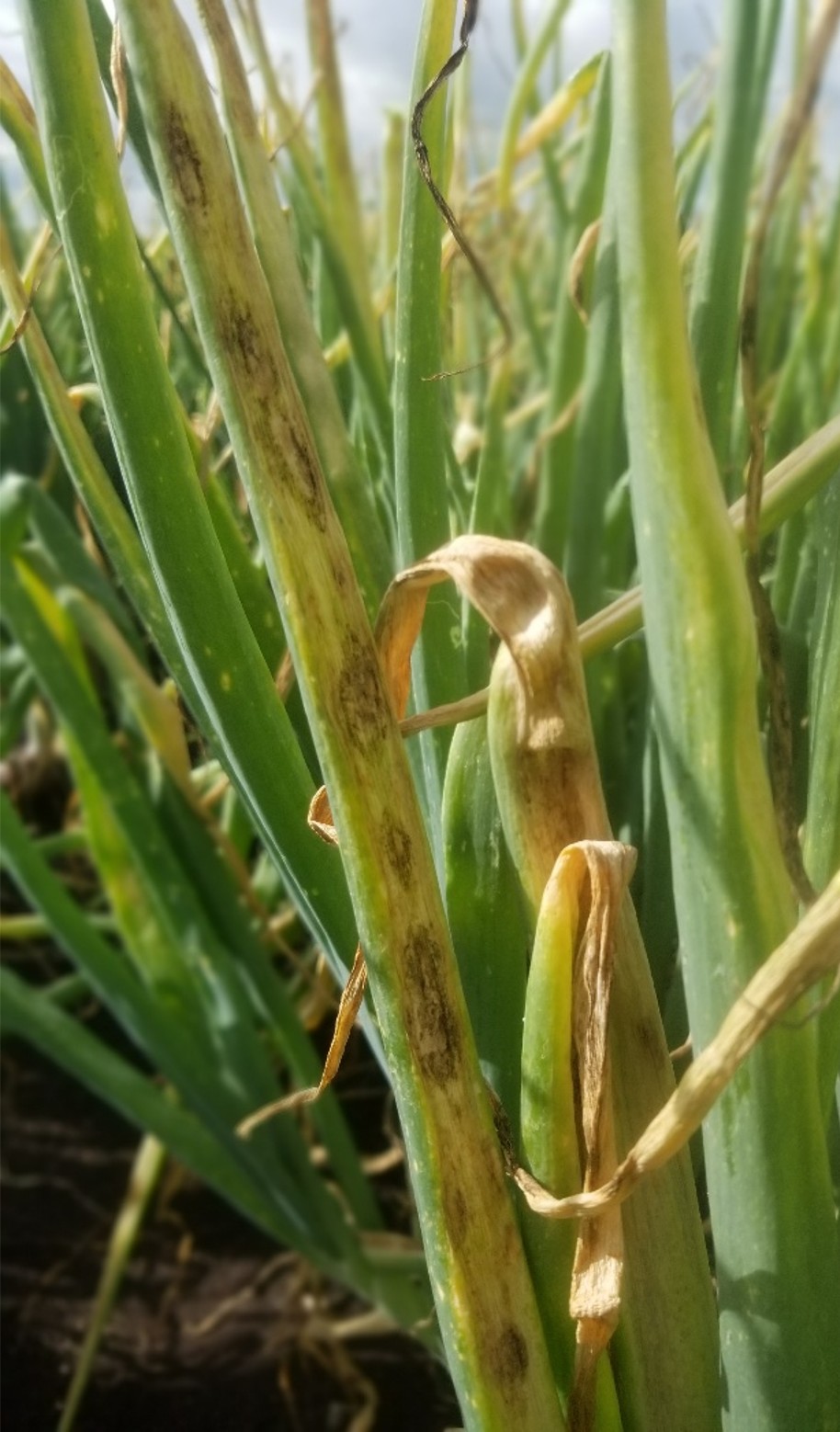 : A close-up of 4 leaves of an onion plant. The outer leaf and leaf tips are yellowing and becoming necrotic. There are 8 1-cm in size black spots along the outer leaf.