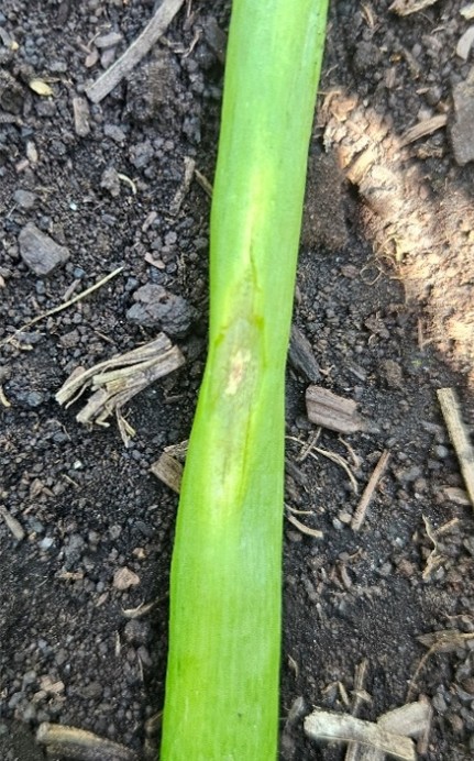 a close-up of 3-inch section of green onion leaf. In the center is a 1-inch water-soaked spot where the center is becoming necrotic.