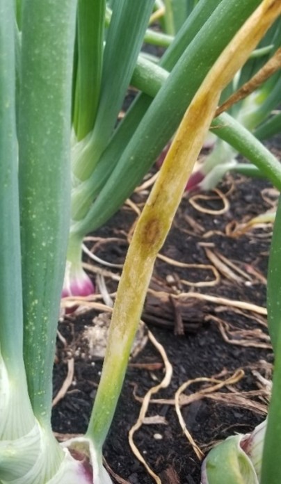 Close-up of an outer necrotic leaf of an onion plant. In the middle of the leaf is a 1-cm in size brown spot that is surrounded by water-soaked tissue.