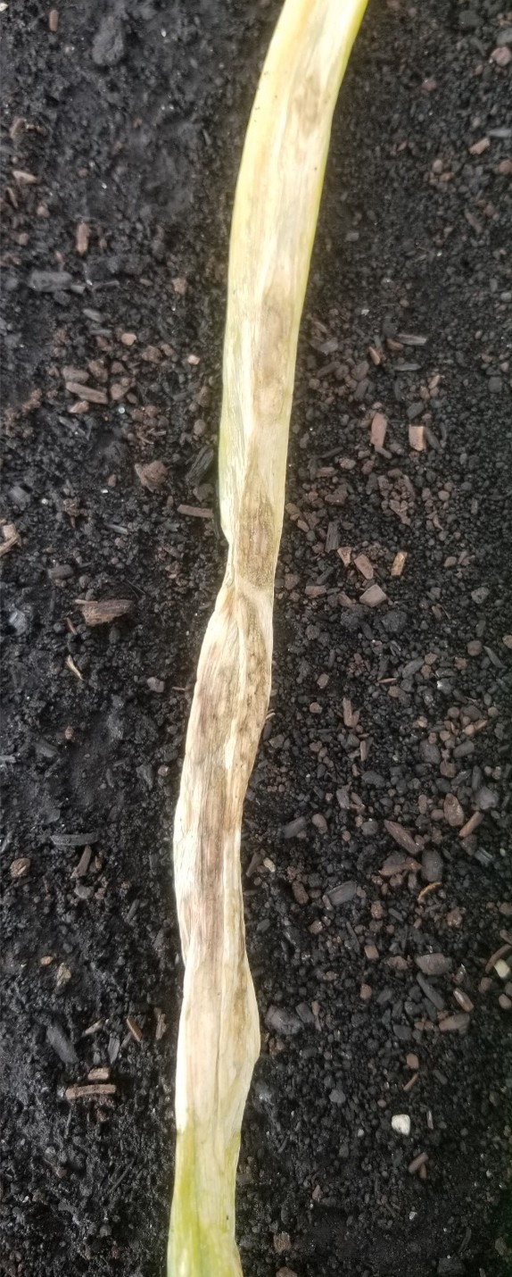 A close-up of 6-inch section of necrotic onion leaf that has 6 dried-up 1-cm in size tan in color spots.