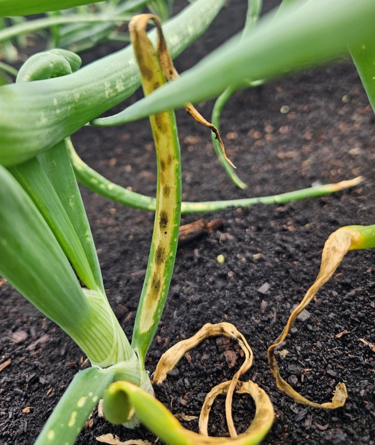 close-up of three outer leaves of an onion plant that are necrotic because they were burned by a post-emergent herbicide. The necrotic leaves are dotted with 0.5-cm in size black spots.