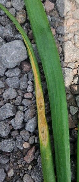 Close-up of two 6-inch sections on onion leaves. The outer leaf has a 3-inch necrotic section to the leaf tip, which has two 1-cm in size tan spots that formed near the middle of the leaf.