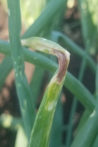 A close-up of a 4-inch section of green onion leaf that is bent at a 90-degree angle. There is white necrotic tissue at the bend where there is a purple spot.