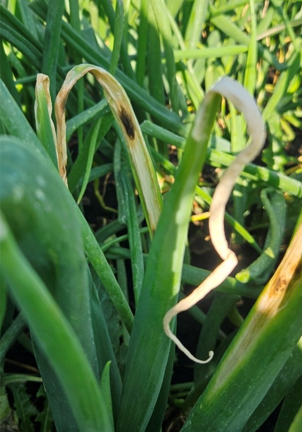 close-up of the top section of an onion plant where two middle-aged leaves are white and dying back. On the one leaf there is a 1-cm in size black spot.