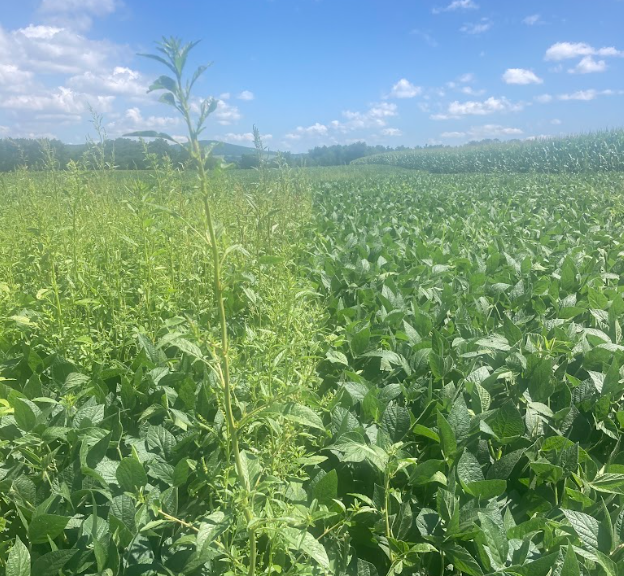Field with pigweed in it.