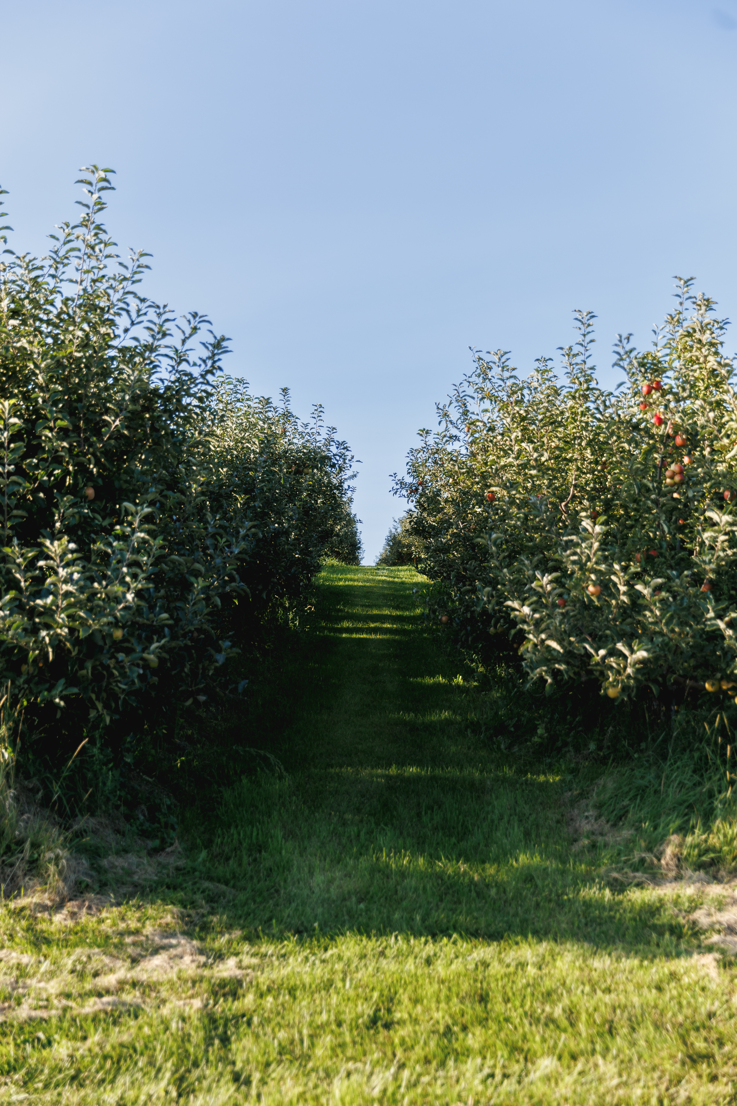 Rows of apple trees