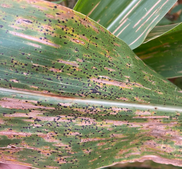 Tar Spot on Corn.