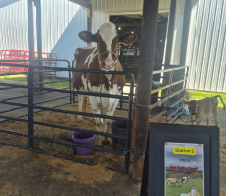 cow agstrav