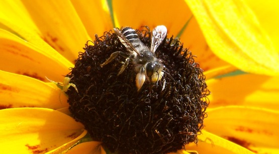 Bee on Black-Eyed Susan (yellow flower with black center)