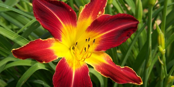 red and yellow flower