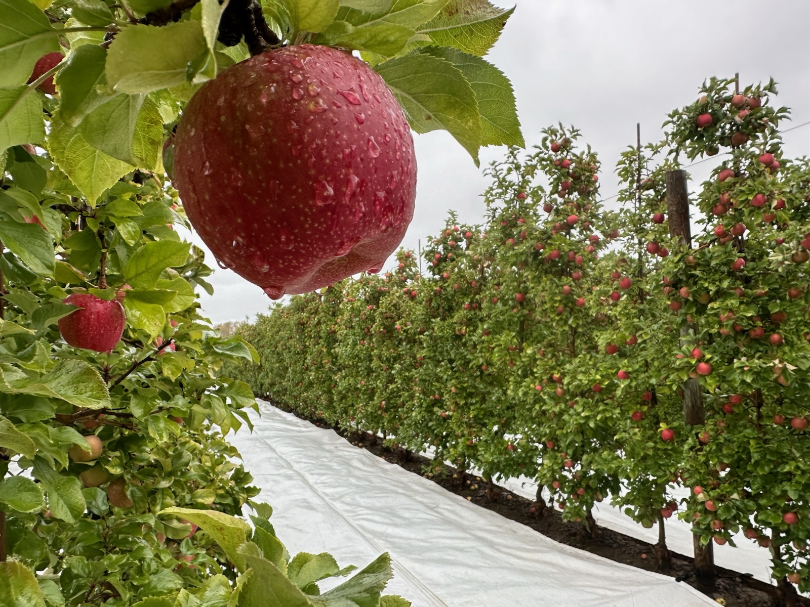 Apple on tree with reflective fabric on ground in orchard