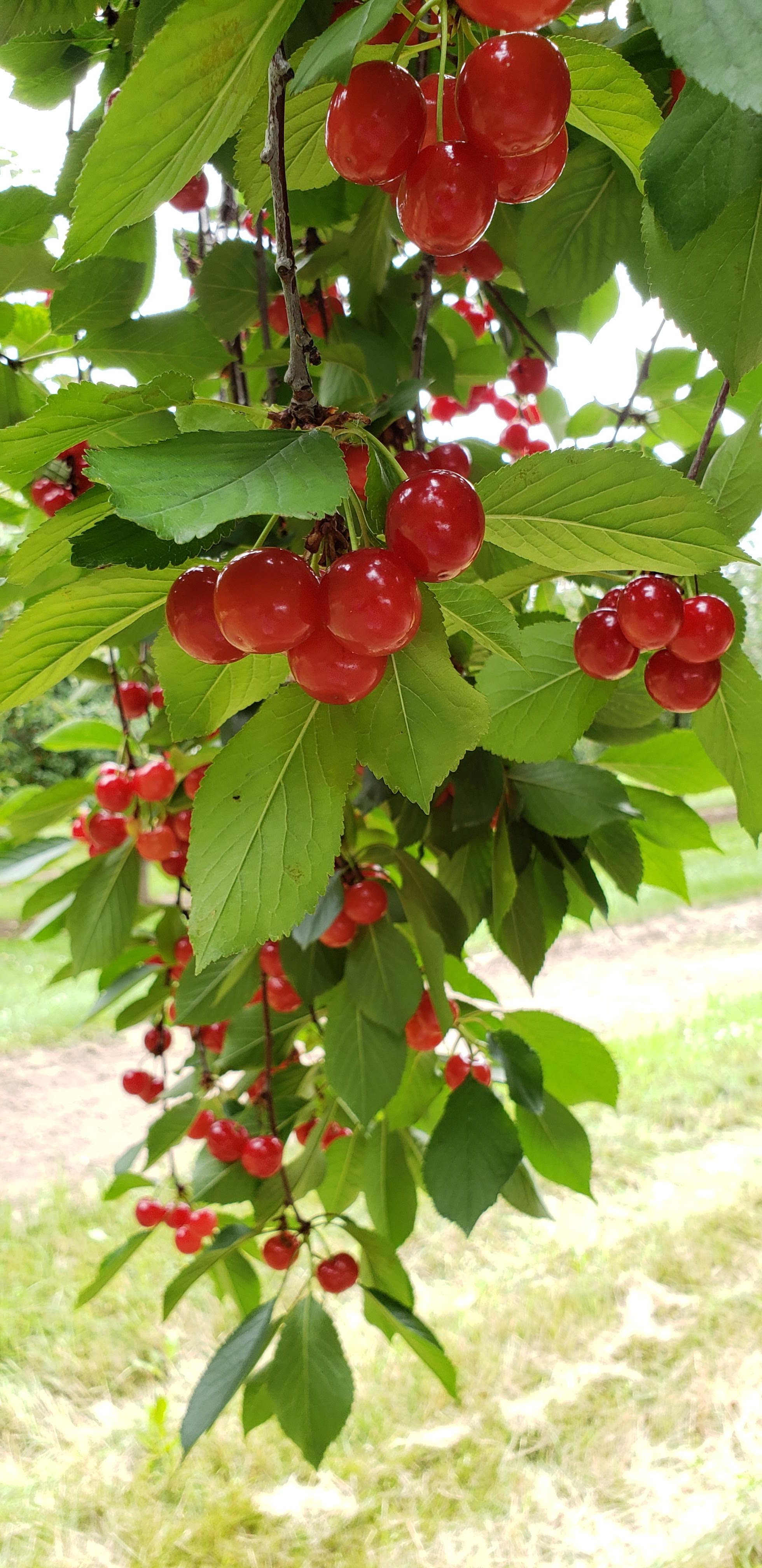 Red tart cherries and green leaves on tree.