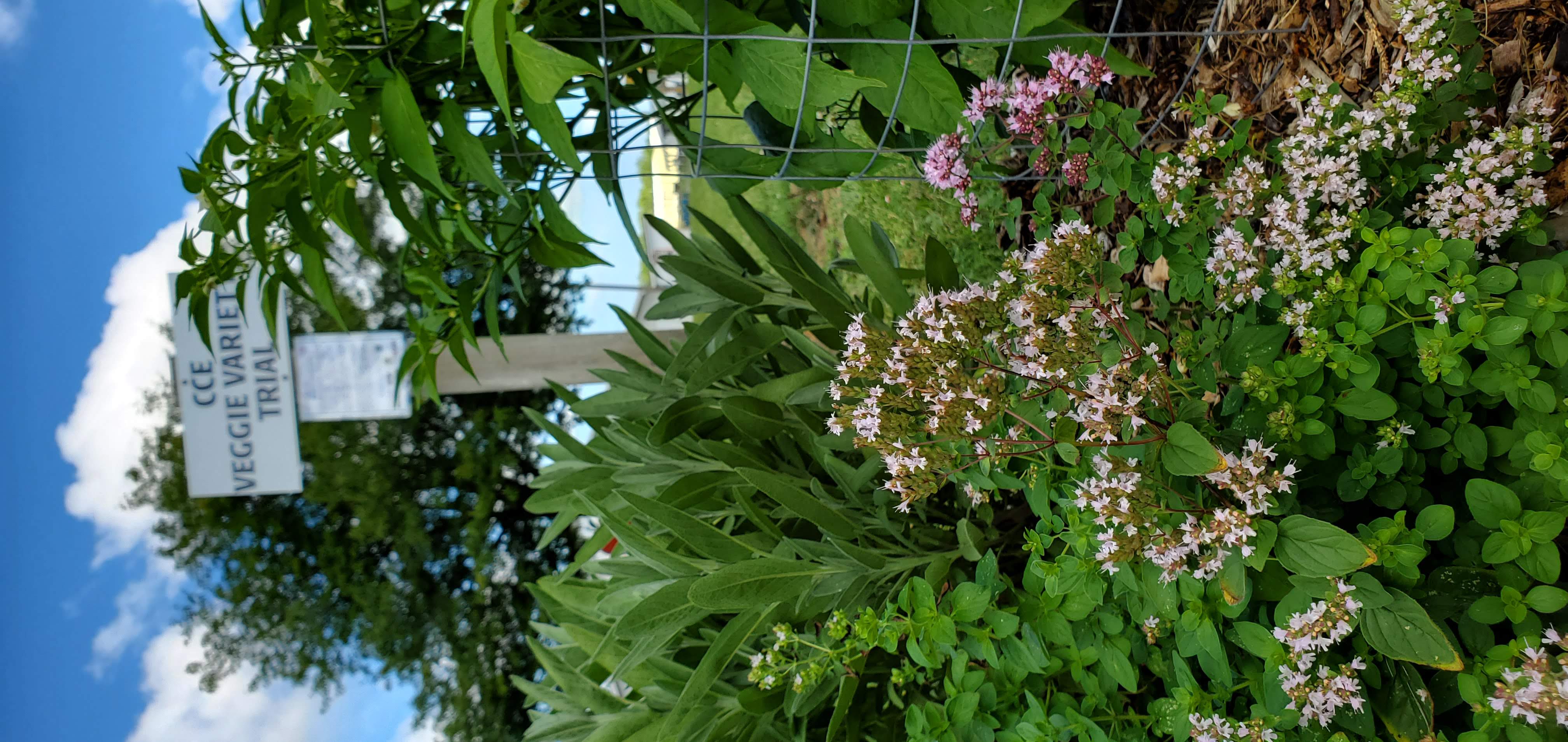 Low angle photo of a garden bed with blooming herbs and leafy green plants in the foreground. A small white sign in the background reads “CCE Veggie Variety Trial.” A wire tomato cage surrounds a tall plant on the right, with blue sky and trees behind the garden.