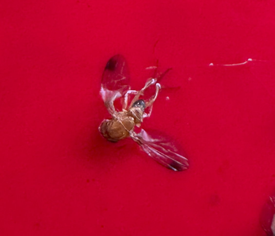 close up of a spotted wing drosophila fruit fly with the black spots on wings visible