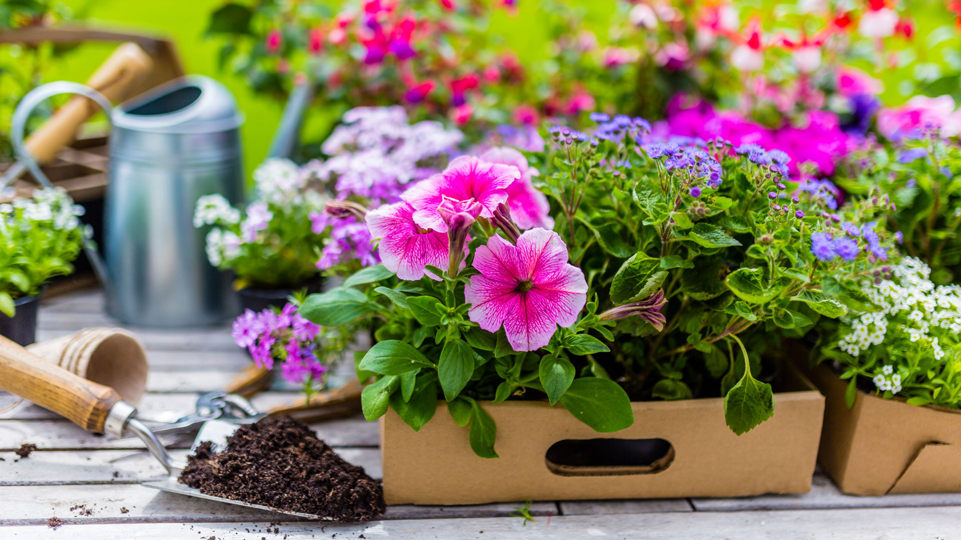 Colorful assortment of flowering plants in a cardboard tray on a wooden table, with pink, purple, and white blooms surrounded by green leaves. Gardening tools, including a trowel with soil, a watering can, and a wooden-handled tool, are arranged nearby in a bright outdoor garden setting.