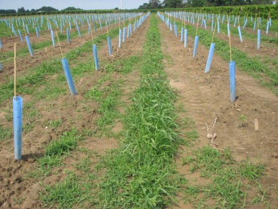 Plastic grow tubes can be used during the first year. 