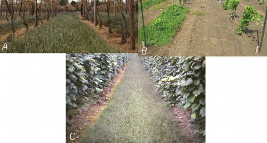 Chemical Weed Control Options