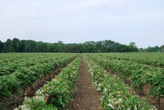 Concord rows in June. Long rows can make your operation more efficient and maximize the use of the land, but it is important to have breaks or headlands for equipment/mechanical access and to relieve boredom! And allow for space in treelines.