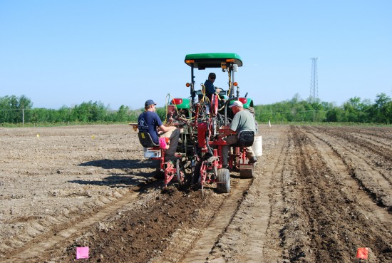 Laser planting a grape vineyard.