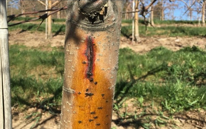 Fire blight canker beginning to ooze in spring.
