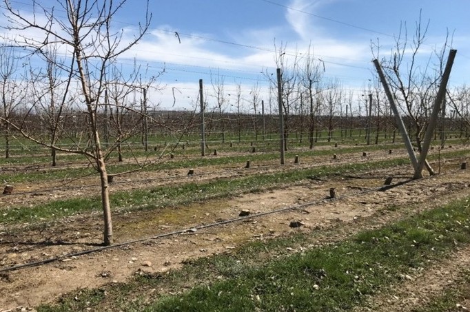 Rows of pear trees with fire blight infected trees removed.