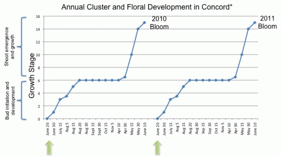 Annual Cluster and Floral Development in Conord Grapes