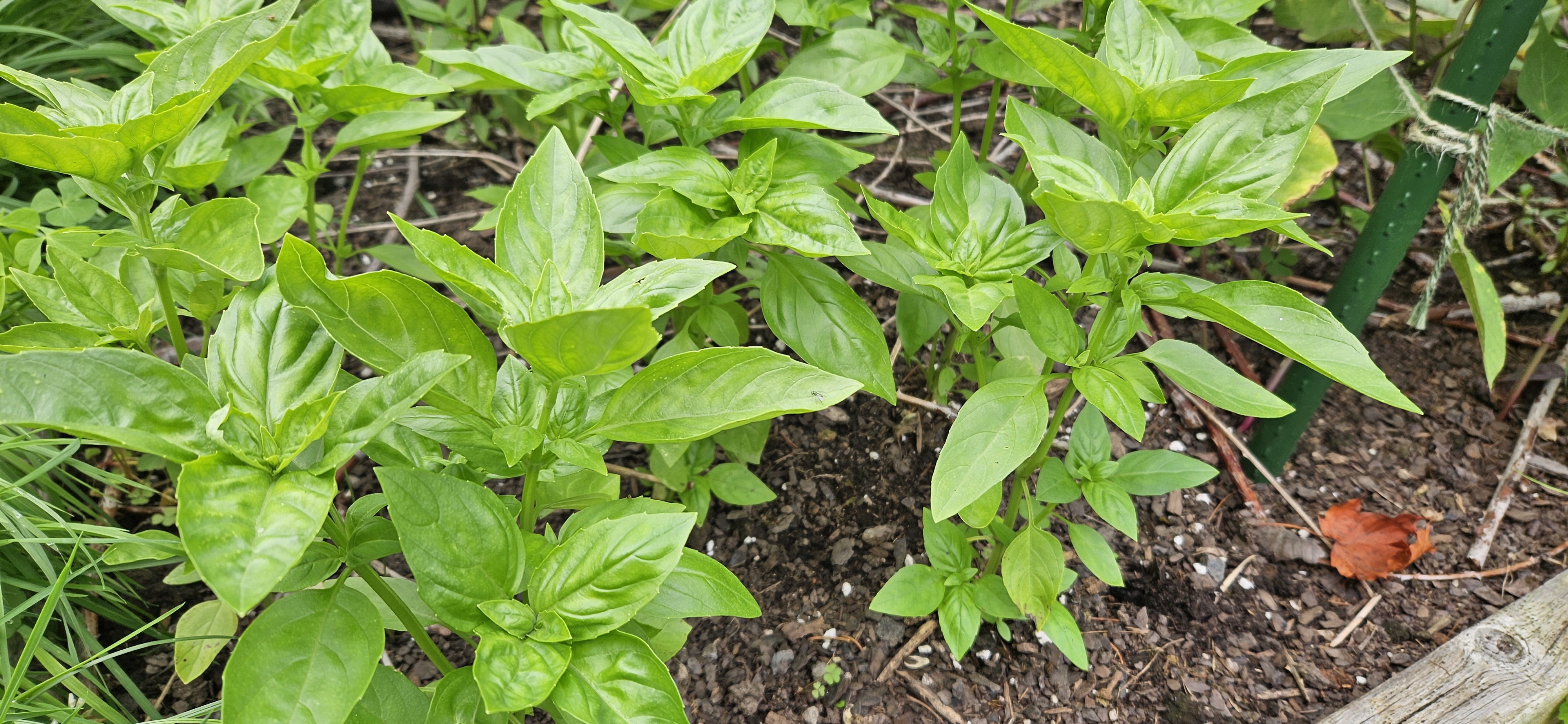 Basil